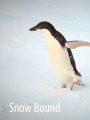 Adelies In The Snow - Adorable Adelies of Commonweatlh Bay